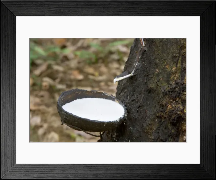 Framed Print : Rubber tapping - a Para Rubber Tree / Parawood Rubberwood plantation in a Sumatran tropical rainforest. Once, the trees are 5-6 years old, the harvest can begin: incisions are made orthogonal to the latex vessels Framed Print : Rubber tapping - a Para Rubber Tree / Parawood Rubberwood plantation in a Sumatran tropical rainforest. Once, the trees are 5-6 years old, the harvest can begin: incisions are made orthogonal to the latex vessels