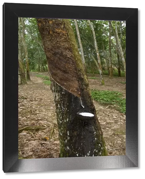 Rubber tapping - a Para Rubber Tree  /  Parawood Rubberwood plantation in a Sumatran tropical rainforest. Once the trees are 5-6 years old, the harvest can begin: incisions are made orthogonal to the latex vessels