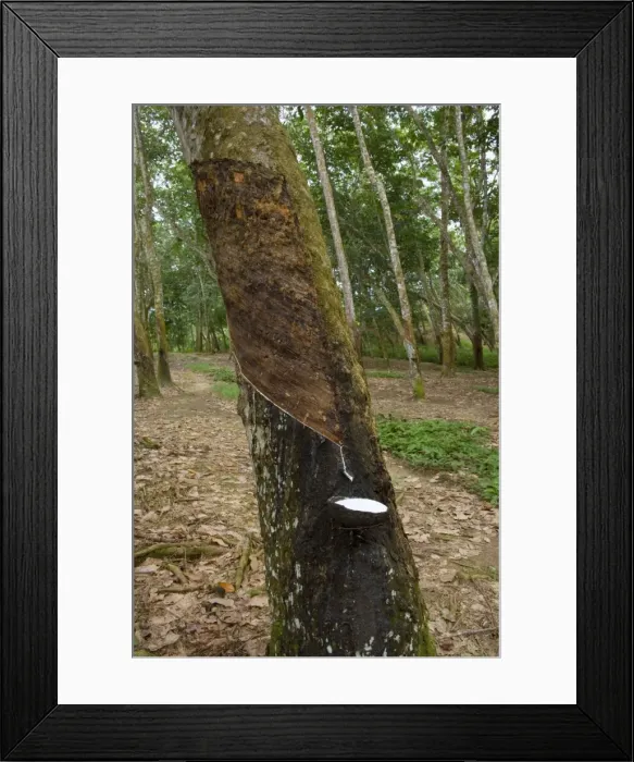 Framed Print : Rubber tapping - a Para Rubber Tree / Parawood Rubberwood plantation in a Sumatran tropical rainforest. Once the trees are 5-6 years old, the harvest can begin: incisions are made orthogonal to the latex vessels Framed Print : Rubber tapping - a Para Rubber Tree / Parawood Rubberwood plantation in a Sumatran tropical rainforest. Once the trees are 5-6 years old, the harvest can begin: incisions are made orthogonal to the latex vessels