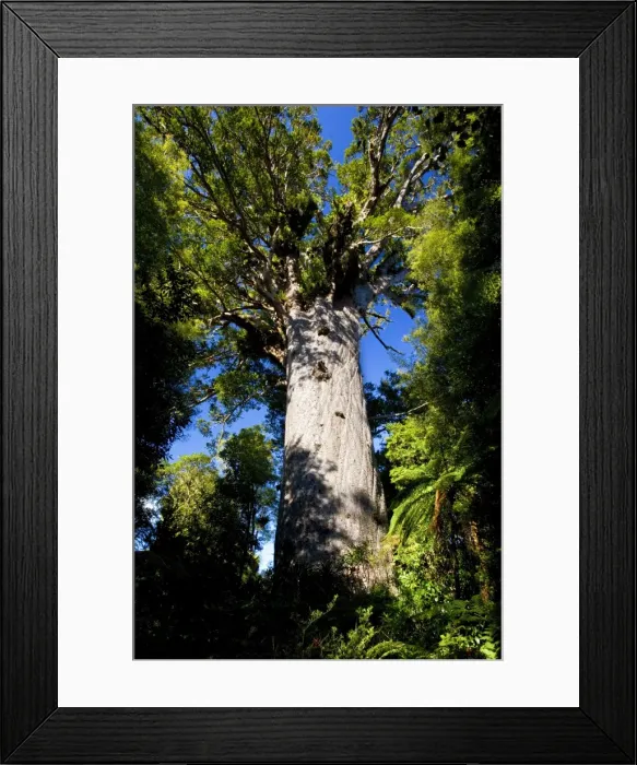 Framed Print : Tane Mahuta this giant Kauri tree is the largest known living Kauri in New Zealand and is more than 1250 years old. Tane Mahute is Maori and means Ruler of the Forest'. Waipoua Forest Sanctuary, Northland Framed Print : Tane Mahuta this giant Kauri tree is the largest known living Kauri in New Zealand and is more than 1250 years old. Tane Mahute is Maori and means Ruler of the Forest'. Waipoua Forest Sanctuary, Northland