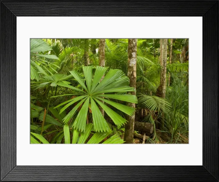 Framed Print : Tropical rainforest - lush tropical rainforest with lots of beautiful Licuala Fan Palms. This is prime habitat for the Southern Cassowary, because they love the fruits of this palm - Tam O'Shanter National Forest Framed Print : Tropical rainforest - lush tropical rainforest with lots of beautiful Licuala Fan Palms. This is prime habitat for the Southern Cassowary, because they love the fruits of this palm - Tam O'Shanter National Forest