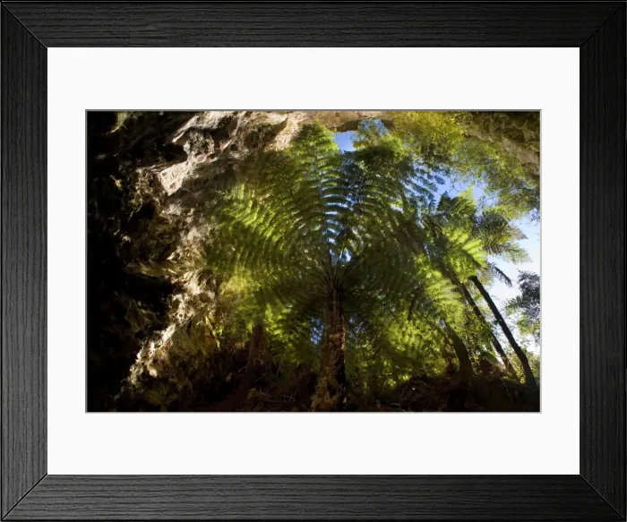 Framed Print : Ruatapu Cave view from the inside of this sacred cave up into the sky and a big tree fern which is thriving inside this protected area Orakei Korako geothermal area, Waikato, North Island, New Zealand Framed Print : Ruatapu Cave view from the inside of this sacred cave up into the sky and a big tree fern which is thriving inside this protected area Orakei Korako geothermal area, Waikato, North Island, New Zealand