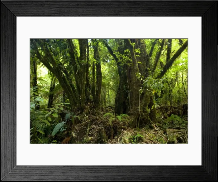 Framed Print : Kamahi Giants gorgous old Kamahi trees with a gigantic root system growing in lush temperate rainforest at Marokopa Falls Waitomo, King Country, North Island, New Zealand Framed Print : Kamahi Giants gorgous old Kamahi trees with a gigantic root system growing in lush temperate rainforest at Marokopa Falls Waitomo, King Country, North Island, New Zealand