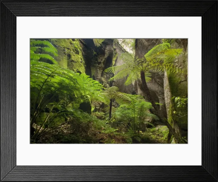 Framed Print : Ward's Canyon - majestic tree fern and king fern grow in idyllic Ward's canyon which is part of Carnarvon Gorge which again is located in Queensland's arid outback