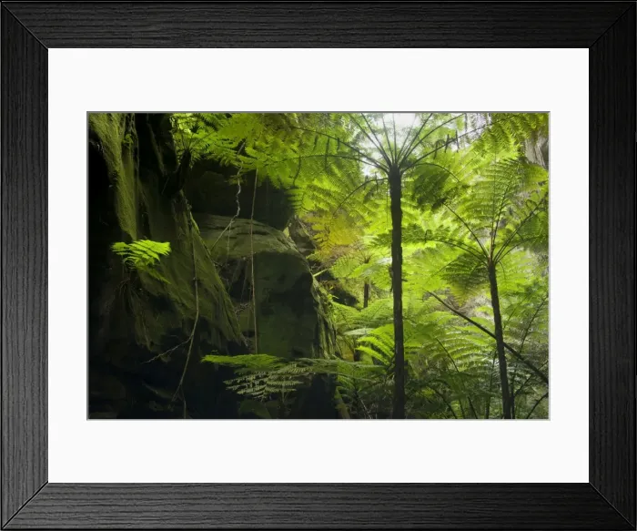 Framed Print : Ward's Canyon - majestic tree fern and king fern grow in idyllic Ward's canyon which is part of Carnarvon Gorge which again is located in Queensland's arid outback Framed Print : Ward's Canyon - majestic tree fern and king fern grow in idyllic Ward's canyon which is part of Carnarvon Gorge which again is located in Queensland's arid outback
