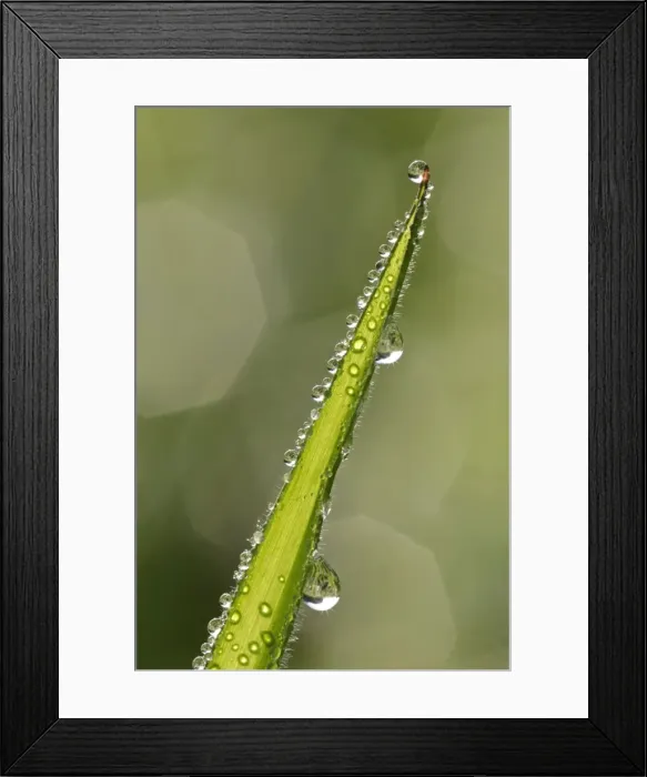 Framed Print : Dewdrops on a grass blade with reflections of sunlight Baden-Wuerttemberg, Germany Framed Print : Dewdrops on a grass blade with reflections of sunlight Baden-Wuerttemberg, Germany