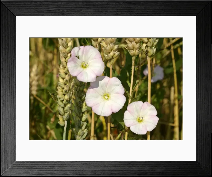 Framed Print : Field Bindweed three blossoms winded around blades of wheat Baden-Wuerttemberg, Germany Framed Print : Field Bindweed three blossoms winded around blades of wheat Baden-Wuerttemberg, Germany