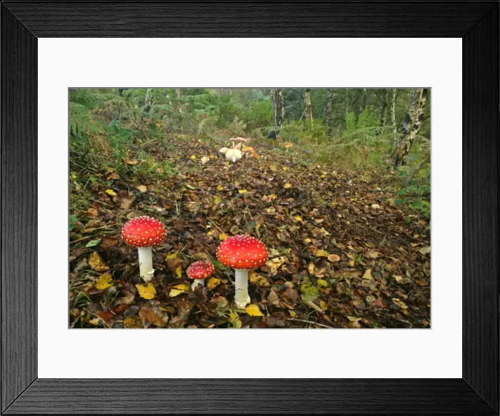 Framed Print : Fly agaric several specimen in forest with birch trees New Forest National Park, Hampshire, England, UK Framed Print : Fly agaric several specimen in forest with birch trees New Forest National Park, Hampshire, England, UK