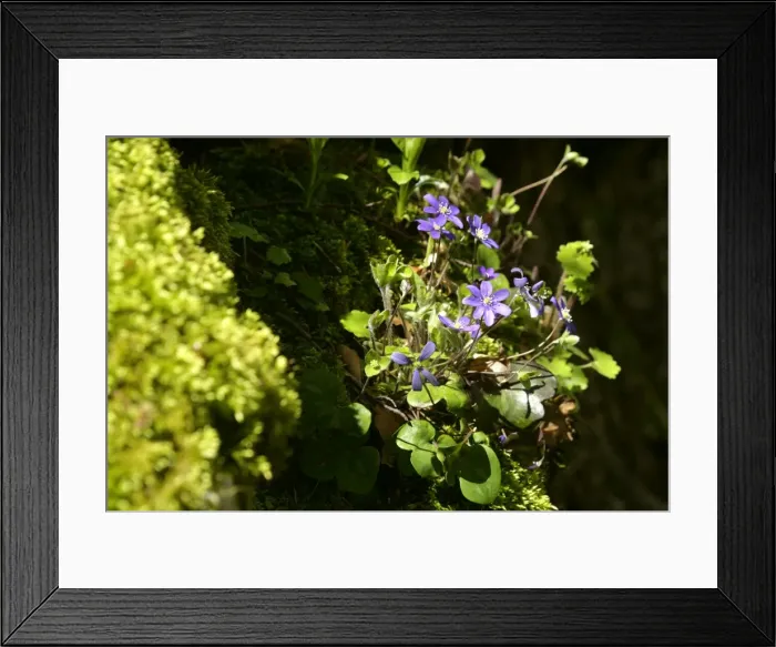 Framed Print : Hepatica growing in a niche of a moss-covered rock Abruzzian mountains, Gran Sasso National Park, Italy Framed Print : Hepatica growing in a niche of a moss-covered rock Abruzzian mountains, Gran Sasso National Park, Italy