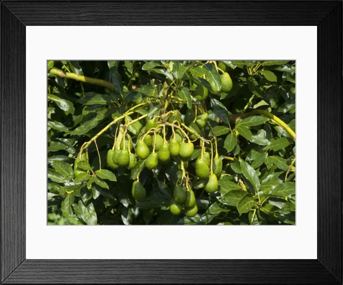 Framed Print : Avocado Fruit bunches of ripening Avocados hang on a tree near Katikati, Bay of Plenty, North Island, New Zealand Framed Print : Avocado Fruit bunches of ripening Avocados hang on a tree near Katikati, Bay of Plenty, North Island, New Zealand