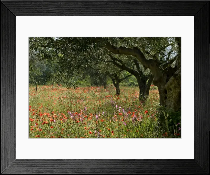 Framed Print : Olive grove with flowering meadow of Field Gladiolus and Field Poppy Val d Orcia, Tuscany, Italy