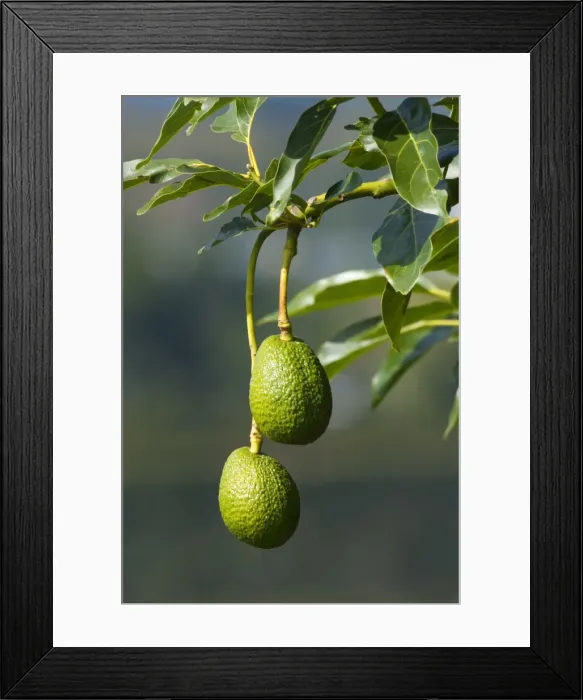 Framed Print : Avocado Fruit two ripening Avocados hang on a tree near Katikati, Bay of Plenty, North Island, New Zealand Framed Print : Avocado Fruit two ripening Avocados hang on a tree near Katikati, Bay of Plenty, North Island, New Zealand