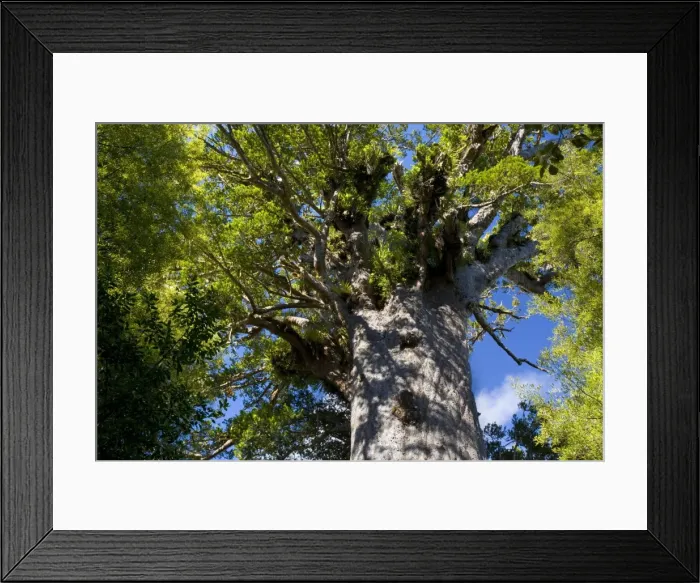 Framed Print : Tane Mahuta this giant Kauri tree is the largest known living Kauri in New Zealand and is more than 1250 years old. Tane Mahute is Maori and means Ruler of the Forest'. Waipoua Forest Sanctuary, Northland Framed Print : Tane Mahuta this giant Kauri tree is the largest known living Kauri in New Zealand and is more than 1250 years old. Tane Mahute is Maori and means Ruler of the Forest'. Waipoua Forest Sanctuary, Northland