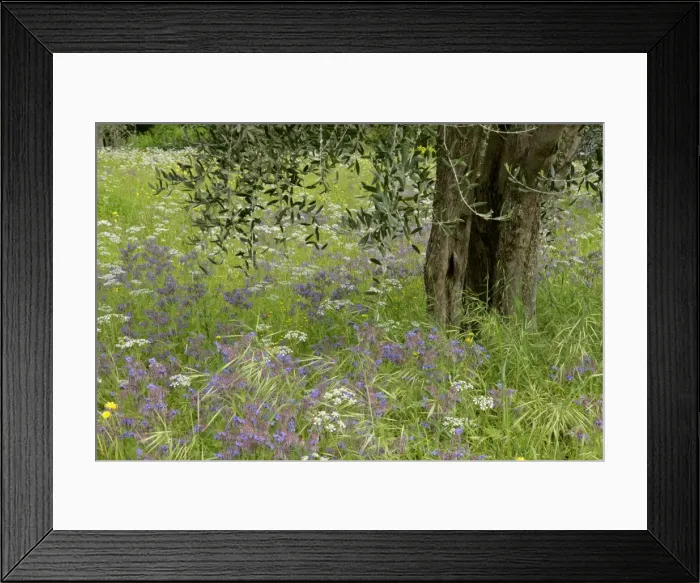 Framed Print : Olive tree in meadow olive tree in flowering spring meadow mainly with Common Borage (Borago officinalis) Val d Orcia, Tuscany, Italy Framed Print : Olive tree in meadow olive tree in flowering spring meadow mainly with Common Borage (Borago officinalis) Val d Orcia, Tuscany, Italy