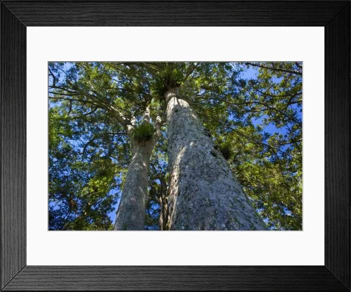 Framed Print : Kauri grove giant Kauris seen from the ground towards the tree-tops 309 Kauris, 309 Kauris Road, Coromandel Peninsula, New Zealand Framed Print : Kauri grove giant Kauris seen from the ground towards the tree-tops 309 Kauris, 309 Kauris Road, Coromandel Peninsula, New Zealand