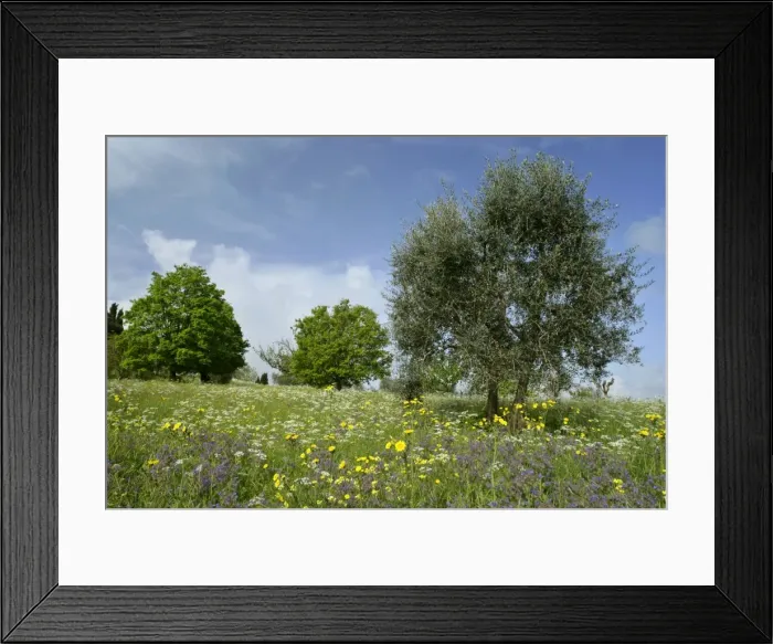 Framed Print : Olive Tree - in flowering spring meadow with Common Borage (Borago officinalis), Rough Hawksbeard (Crepis biennis) and Mediterranean Hartwort (Tordylium apulum) Val d Orcia, Tuscany, Italy Framed Print : Olive Tree - in flowering spring meadow with Common Borage (Borago officinalis), Rough Hawksbeard (Crepis biennis) and Mediterranean Hartwort (Tordylium apulum) Val d Orcia, Tuscany, Italy