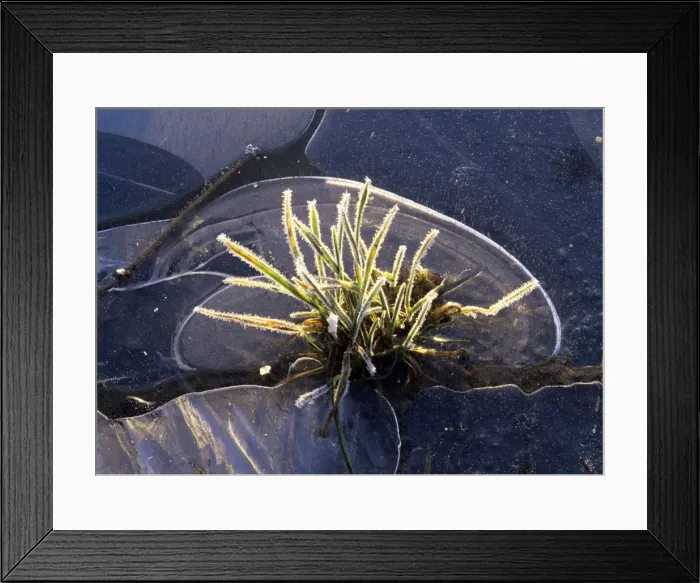 Framed Print : Frozen Grass within a frozen rain puddle in winter Baden-Wuerttemberg, Germany Framed Print : Frozen Grass within a frozen rain puddle in winter Baden-Wuerttemberg, Germany