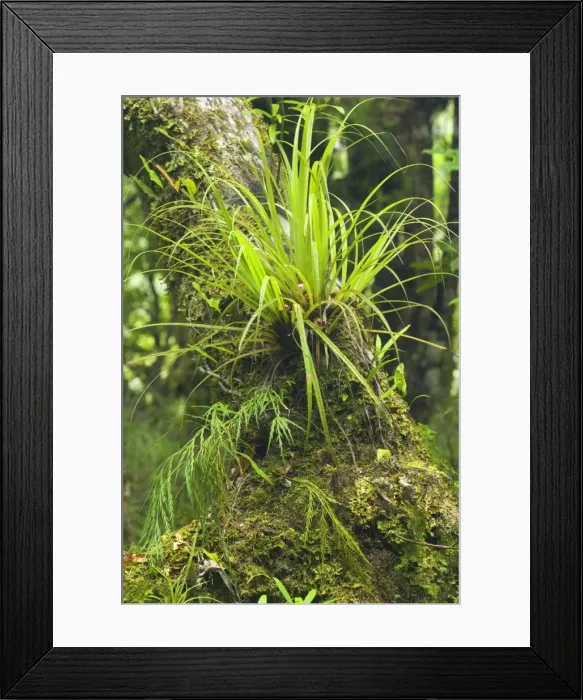 Framed Print : Epiphytes - grass-like epiphyte and different kinds of fern growing on a moss-covered tree branch - Te Urewera National Park, Hawke's Bay, North Island, New Zealand Framed Print : Epiphytes - grass-like epiphyte and different kinds of fern growing on a moss-covered tree branch - Te Urewera National Park, Hawke's Bay, North Island, New Zealand