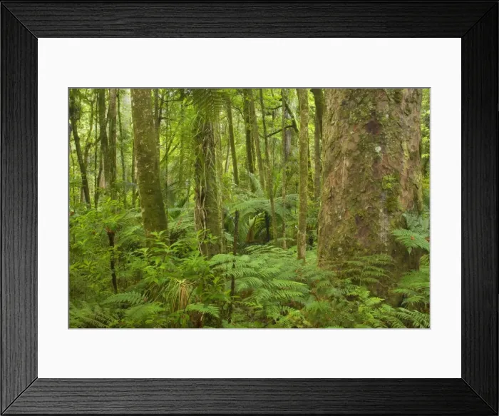 Framed Print : Kauri Forest Kauri trees surrounded by ferns as undergrowth Trounson Kauri Park Scenic Reserve, Northland, North Island, New Zealand Framed Print : Kauri Forest Kauri trees surrounded by ferns as undergrowth Trounson Kauri Park Scenic Reserve, Northland, North Island, New Zealand
