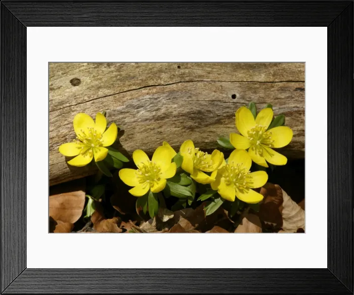 Framed Print : Winter Aconite growing in forest beneath a tree branch Baden-Wuerttemberg, Germany Framed Print : Winter Aconite growing in forest beneath a tree branch Baden-Wuerttemberg, Germany