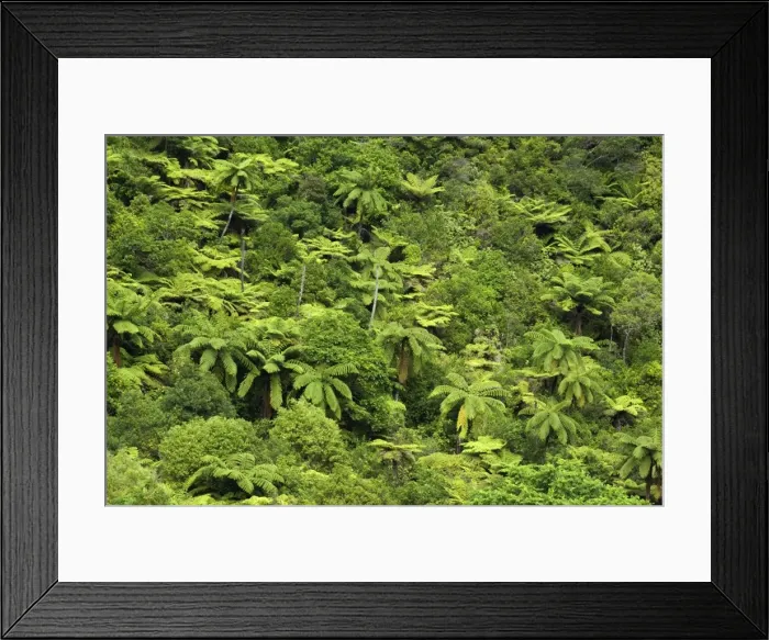 Framed Print : Temperate rainforest with tree ferns and other native trees Karangahake Gorge, Waikato, North Island, New Zealand Framed Print : Temperate rainforest with tree ferns and other native trees Karangahake Gorge, Waikato, North Island, New Zealand