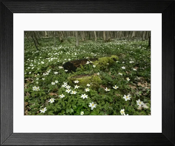 Framed Print : Wood Anemone dense population on forest floor Baden-Wuerttemberg, Germany Framed Print : Wood Anemone dense population on forest floor Baden-Wuerttemberg, Germany