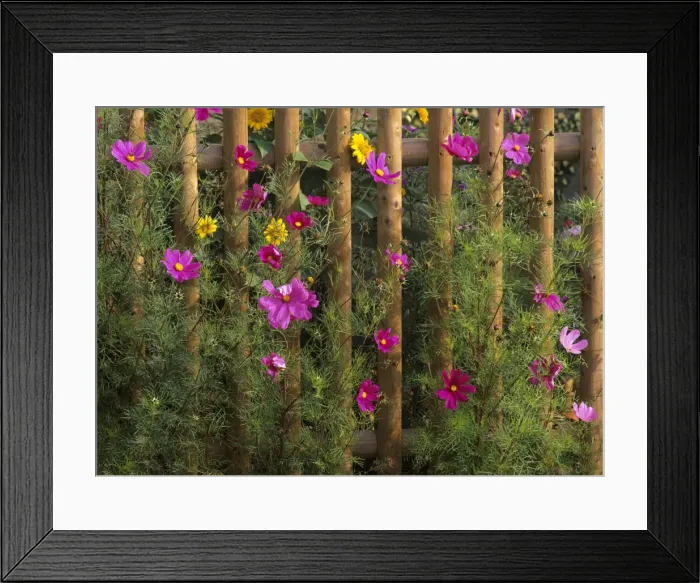 Framed Print : Farm garden Common Cosmos and sunflowers (Helianthus annuus) behind picket fence Baden-Wuerttemberg, Germany Framed Print : Farm garden Common Cosmos and sunflowers (Helianthus annuus) behind picket fence Baden-Wuerttemberg, Germany