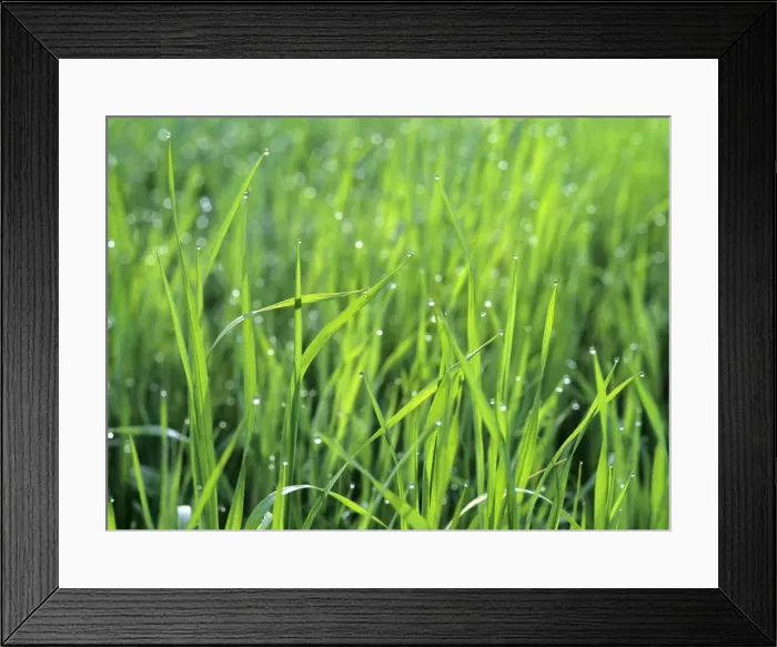 Framed Print : Morning dew dewdrops on blades of grass in the morning Baden-Wuerttemberg, Germany Framed Print : Morning dew dewdrops on blades of grass in the morning Baden-Wuerttemberg, Germany