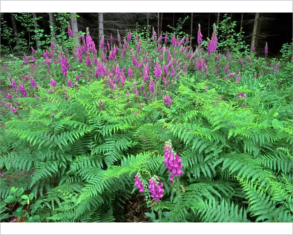 Purple Foxglove mass population in forest clearing Baden-Wuerttemberg, Germany