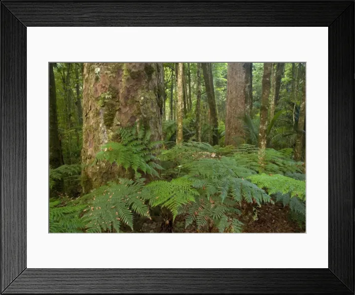Framed Print : Kauri Forest Kauri trees surrounded by ferns as undergrowth Trounson Kauri Park Scenic Reserve, Northland, North Island, New Zealand Framed Print : Kauri Forest Kauri trees surrounded by ferns as undergrowth Trounson Kauri Park Scenic Reserve, Northland, North Island, New Zealand
