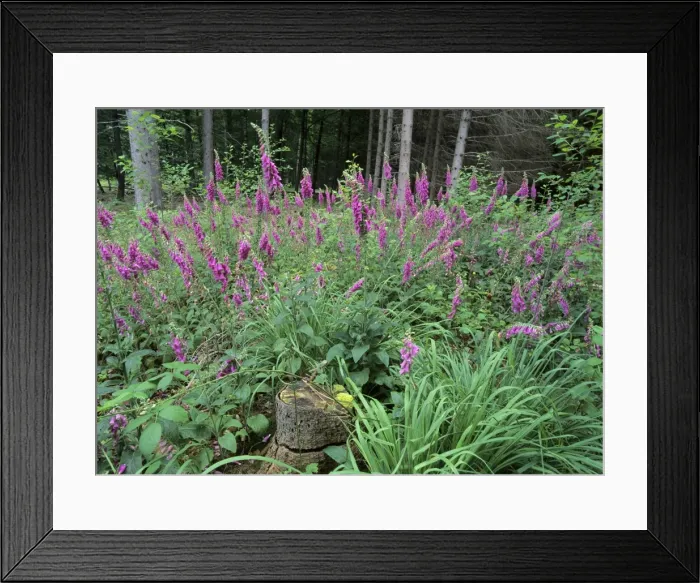 Framed Print : Purple Foxglove mass population in forest clearing Baden-Wuerttemberg, Germany Framed Print : Purple Foxglove mass population in forest clearing Baden-Wuerttemberg, Germany