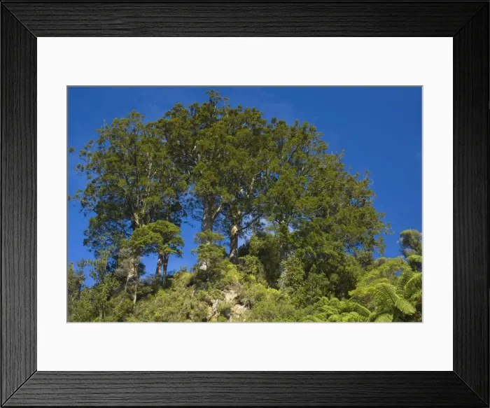 Framed Print : Kauri grove small grove of younger Kauris standing on top of a rocky hill Coromandel Peninsula, North Island, New Zealand Framed Print : Kauri grove small grove of younger Kauris standing on top of a rocky hill Coromandel Peninsula, North Island, New Zealand