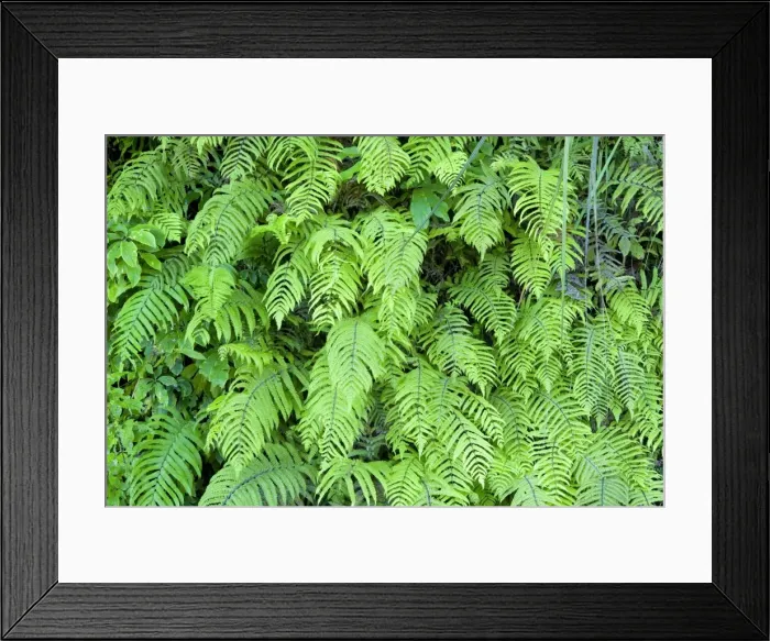 Framed Print : Fern ferns cover this slope in a green veil Te Urewera National Park, Hawke's Bay, North Island, New Zealand