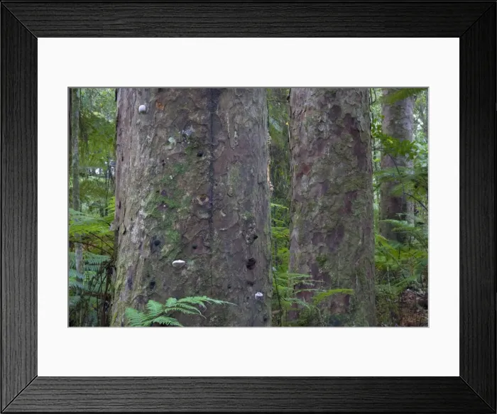 Framed Print : Kauri Forest three big Kauri trees surrounded by undergrowth Trounson Kauri Park Scenic Reserve, Northland, North Island, New Zealand Framed Print : Kauri Forest three big Kauri trees surrounded by undergrowth Trounson Kauri Park Scenic Reserve, Northland, North Island, New Zealand