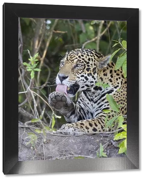 Jaguar - lying down grooming - Cuiaba River - Brazil *Digitally removed branch in foreground