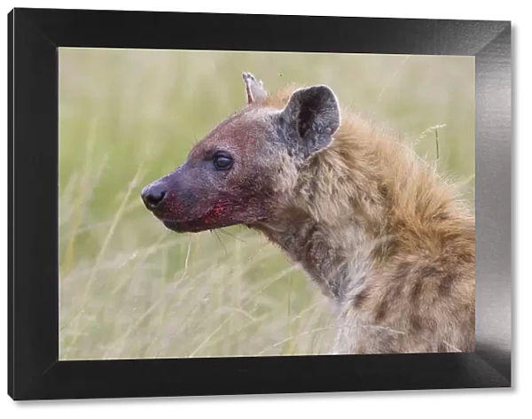 Spotted Hyena - bloody mouth from feeding on carcass - Masai Mara Triangle - Kenya