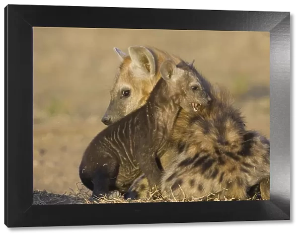 Spotted Hyena - 8 week old cub playing with 6 month old cub at den - Masai Mara Conservancy - Kenya