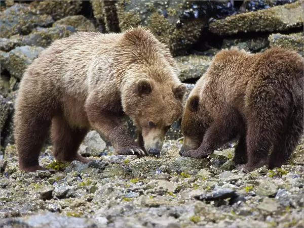 Alaskan Brown Bear - mother and 2yr old cub - Katmai National Park - AK