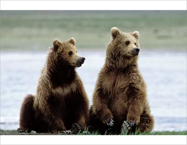 Alaskan Brown Bear - sub-adults - Katmai National Park - Alaska