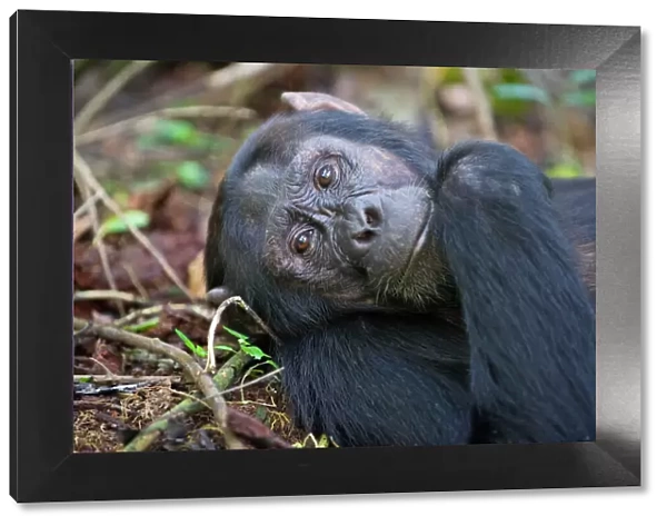 Chimpanzee - male - tropical forest - Western Uganda - Africa