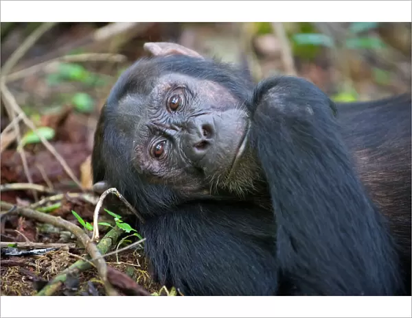 Chimpanzee - male - tropical forest - Western Uganda - Africa