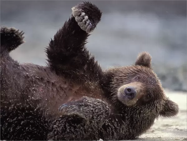 Alaskan Brown Bear - lying on side - Katmai National Park, Alaska