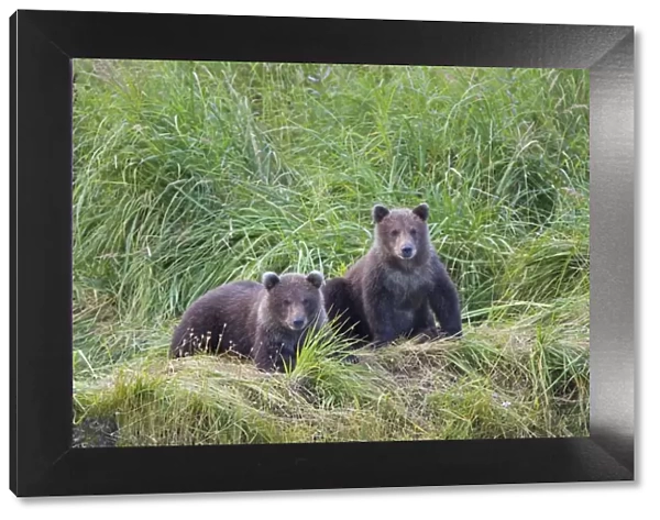 Alaskan Brown Bear - 6-8 month old cubs sitting in tall grass - Katmai National Park - Alaska