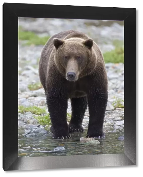 Alaskan Brown Bear - walking in water - Katmai National Park, Alaska