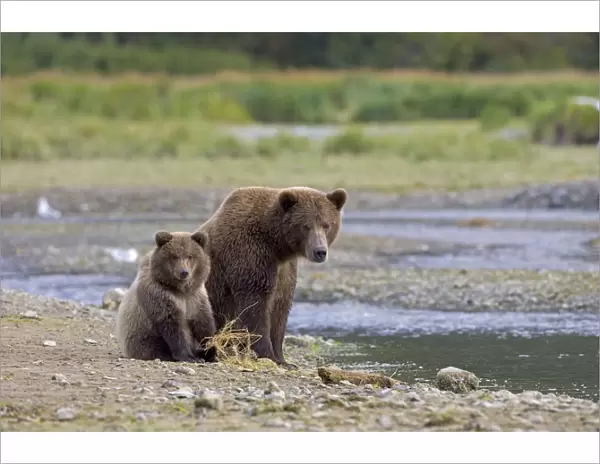 Alaskan Brown Bear - adult with young - Katmai National Park, AK