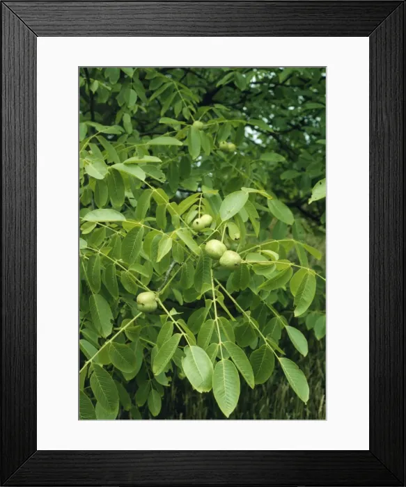 Framed Print : Walnuts on Walnut Tree Framed Print : Walnuts on Walnut Tree