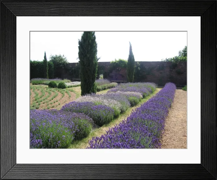 Framed Print : Lavender Display garden Framed Print : Lavender Display garden