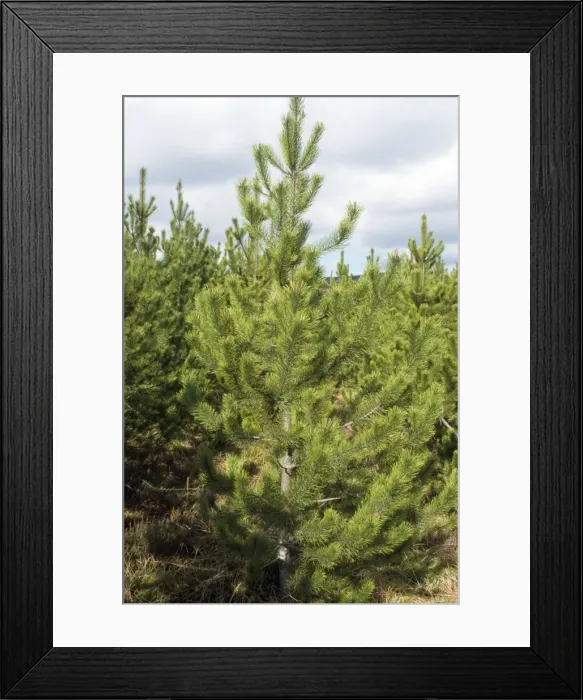 Framed Print : Lodgepole Pine Framed Print : Lodgepole Pine