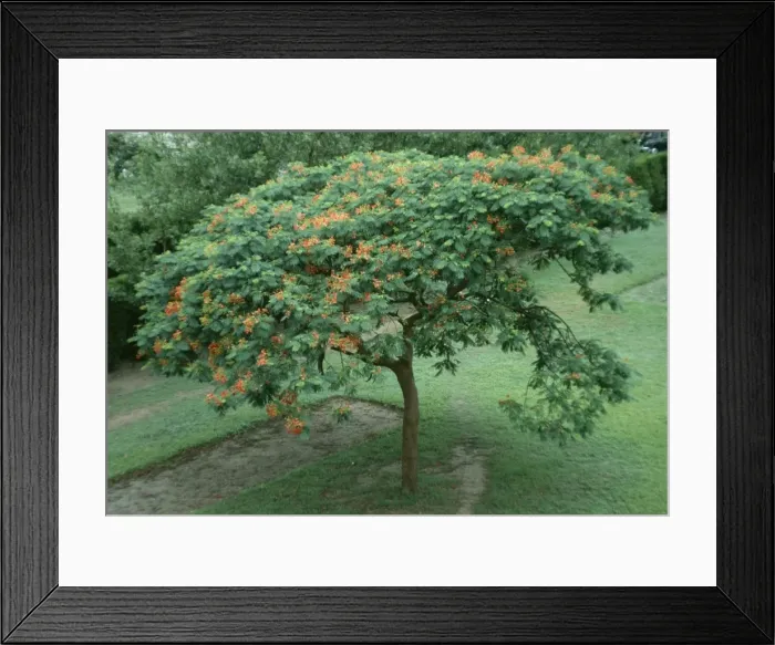 Framed Print : Flamboyant Tree Framed Print : Flamboyant Tree