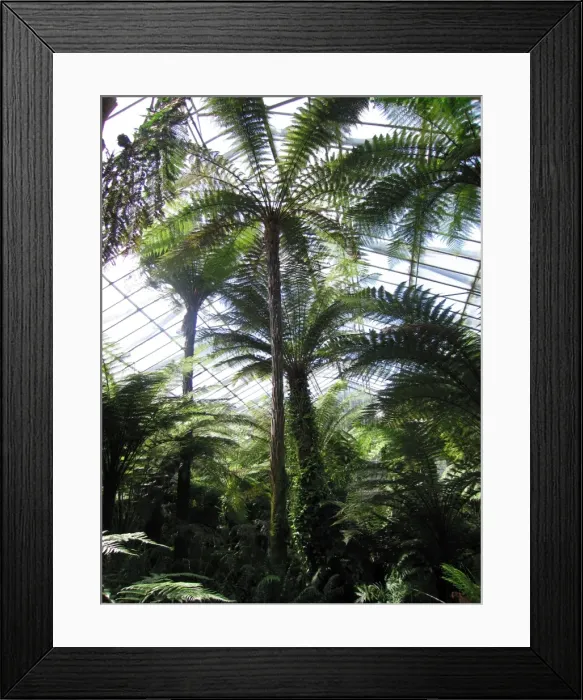 Framed Print : Edinburgh Botanic Garden Palm House - Tropical and temperate. Tallest in Britain UK Framed Print : Edinburgh Botanic Garden Palm House - Tropical and temperate. Tallest in Britain UK